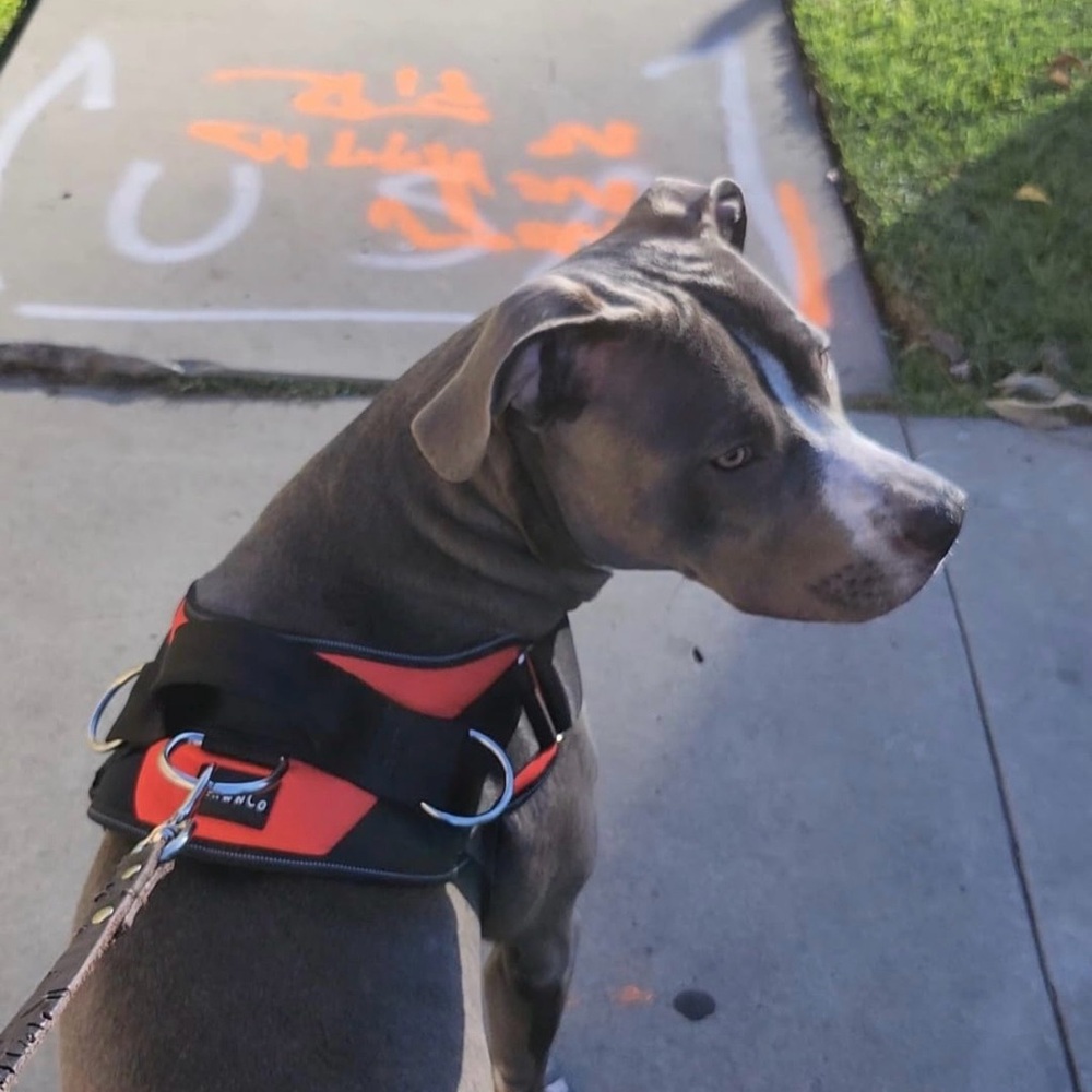 NWOT ShawnCo Essential Dog Harness - Picture 8 of 9
